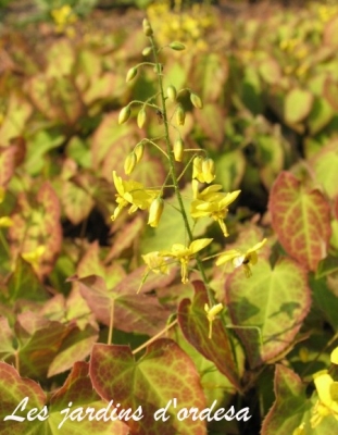 Epimedium perralchicum x frohnleiten (fleur des elfes) 